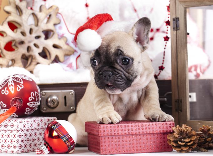 Wallpaper puppy, cute animals, Christmas, New Year, 4k, Holidays 703027649